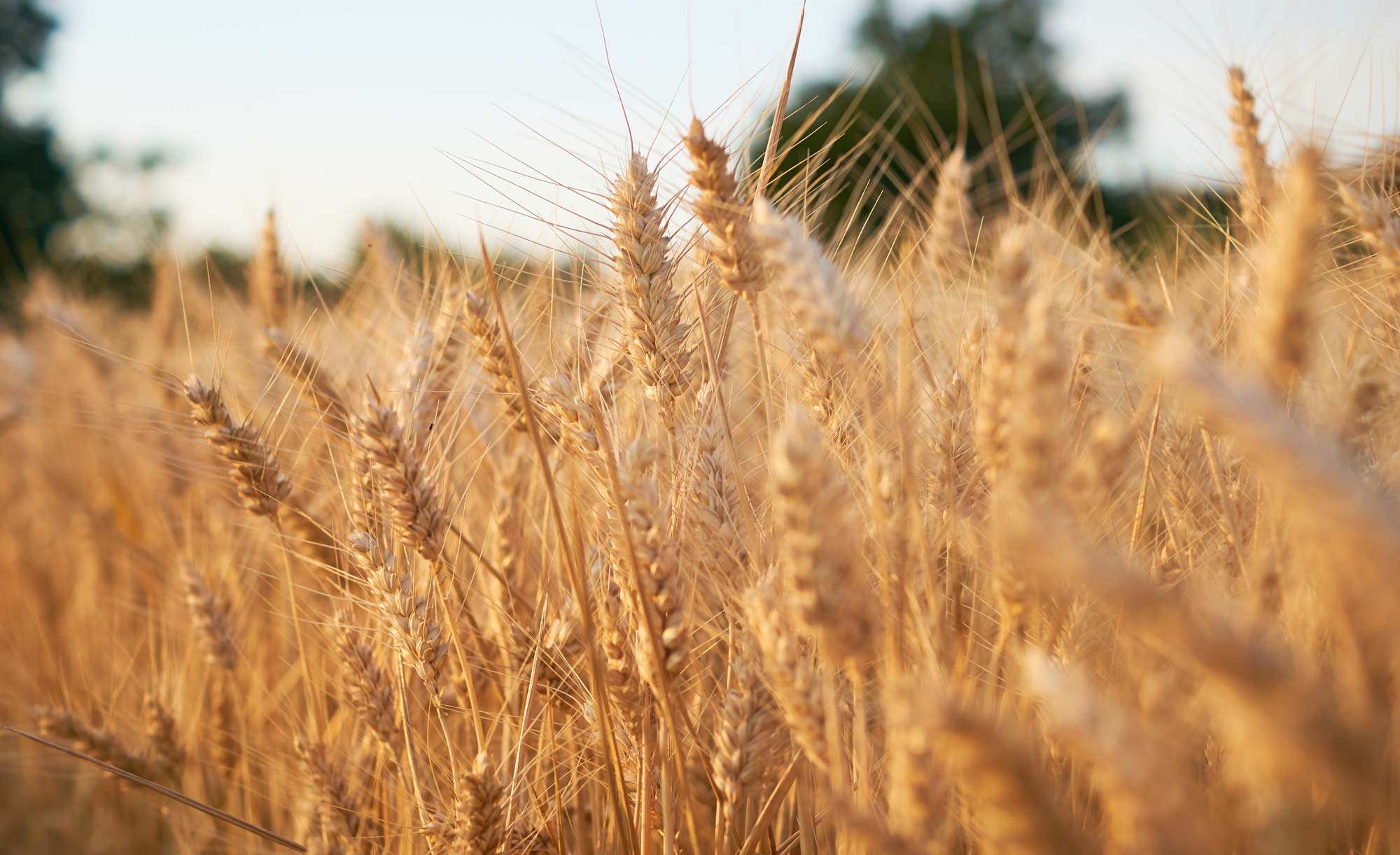 STROHBAUTAGUNG DES LANDESBETRIEB LANDWIRTSCHAFT HESSEN: MODERNES BAUEN MIT STROH – CHANCE FÜR DIE ZUKUNFT ODER ÖKOLOGISCHER TRAUM?